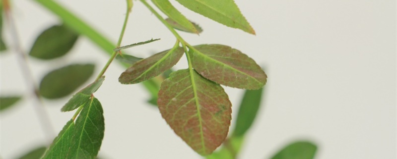 红木香是什么花,耐寒多少度 红木香是什么花,耐寒多少度