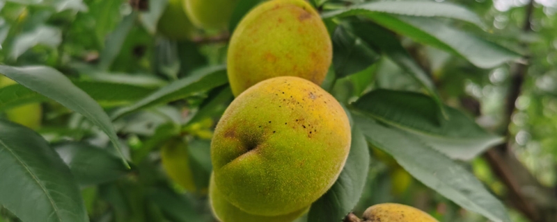 桃树怎么种,桃树苗什么时候种植最好 桃树怎么种,桃树苗什么时候种植最好