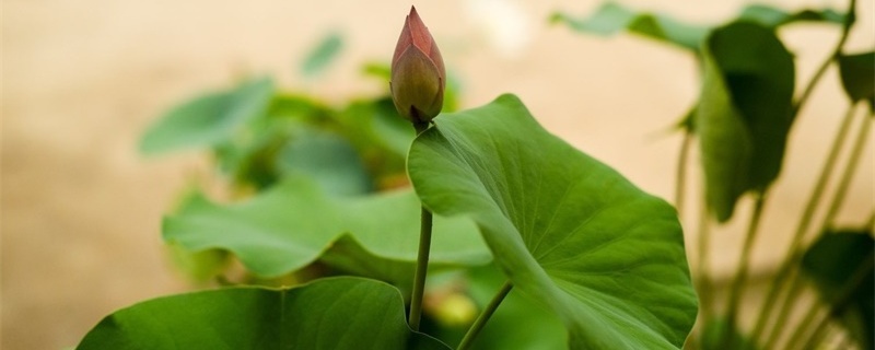 怎样让菜莲开花,什么时候开花 怎样让菜莲开花,什么时候开花