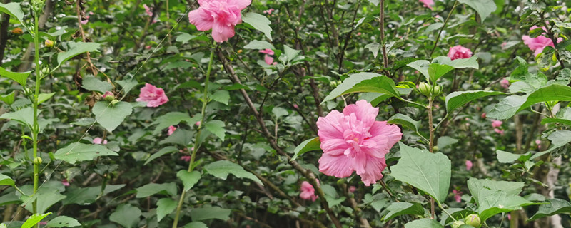 木槿花为什么只开一天,花期如何养护 木槿花为什么只开一天,花期如何养护