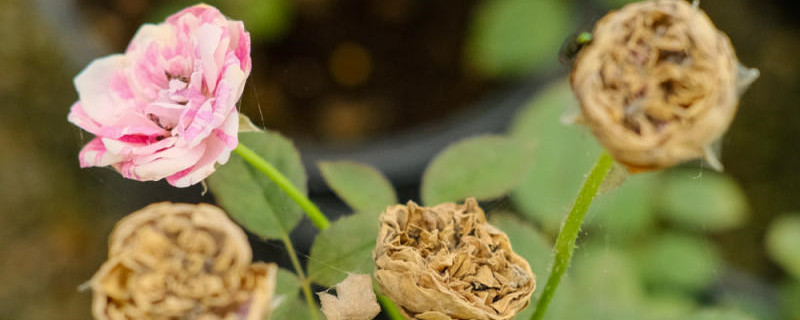 月季花生病了用什么药治疗,如何预防病害 月季花生病了用什么药治疗,如何预防病害