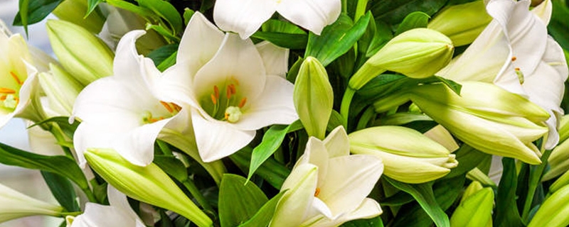 水养百合花醒花方法，怎么水养