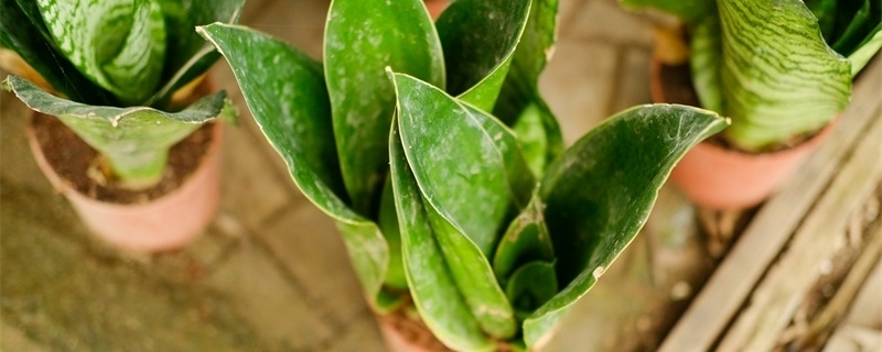 虎皮兰开花后怎么处理,花后怎么养护 虎皮兰开花后怎么处理,花后怎么养护