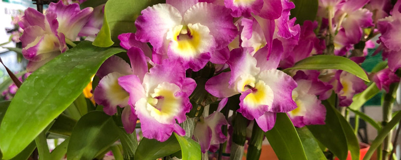 石斛怎么防止花芽变高芽,高芽怎么移栽 石斛怎么防止花芽变高芽,高芽怎么移栽