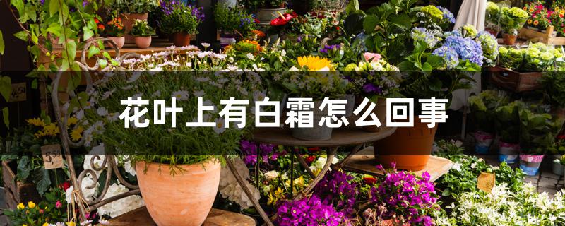 花叶上有白霜怎么回事,怎么办 花叶上有白霜怎么回事,怎么办
