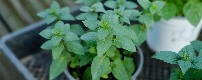 柠檬薄荷种植方法,怎么养护 柠檬薄荷种植方法,怎么养护