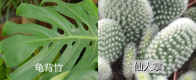 仙人掌和龟背竹两种植物有什么不同,怎么养 仙人掌和龟背竹两种植物有什么不同,怎么养
