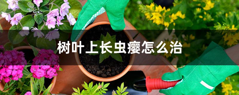 树叶上长虫瘿怎么治,用什么药 树叶上长虫瘿怎么治,用什么药