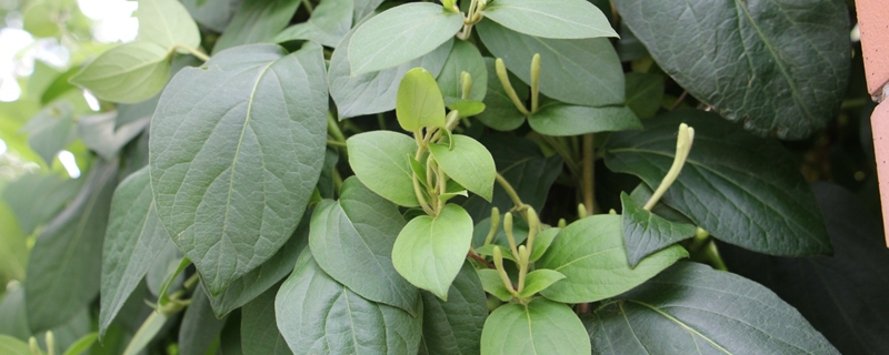 金银花养护与管理方法 金银花养护与管理方法