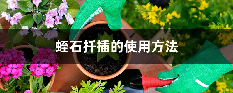 蛭石扦插的使用方法,生根后如何移盆 蛭石扦插的使用方法,生根后如何移盆