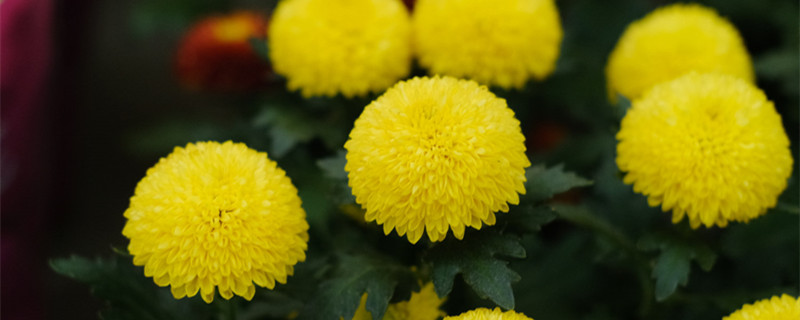乒乓菊第二年还会开花吗,花后怎么养 乒乓菊第二年还会开花吗,花后怎么养