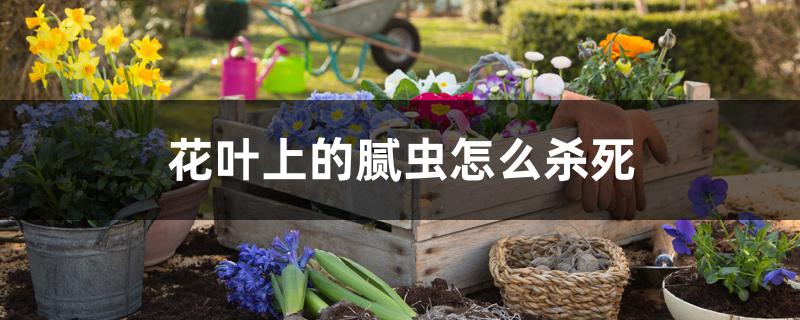 花叶上的腻虫怎么杀死,什么药有效 花叶上的腻虫怎么杀死,什么药有效