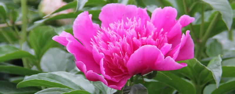 芍药如何醒花,如何水养 芍药如何醒花,如何水养