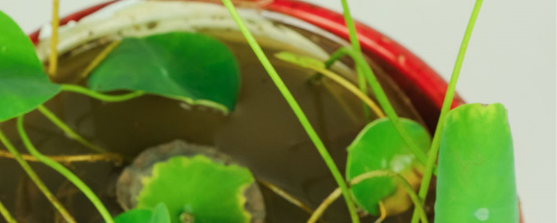 碗莲泥发臭怎么处理,日常怎么养 碗莲泥发臭怎么处理,日常怎么养