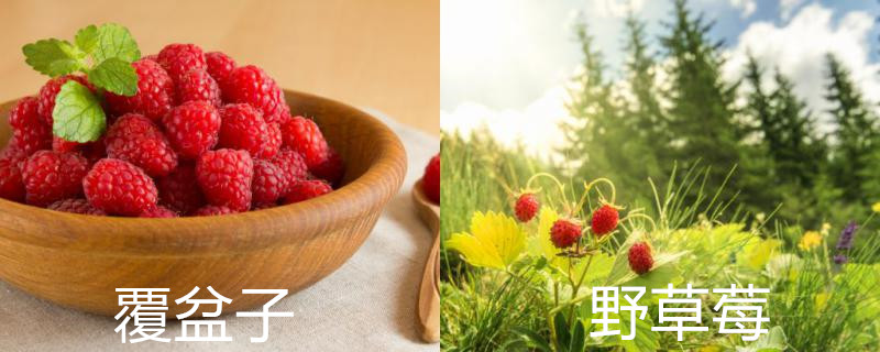覆盆子与野草莓的区别,还有什么相似的莓果 覆盆子与野草莓的区别,还有什么相似的莓果