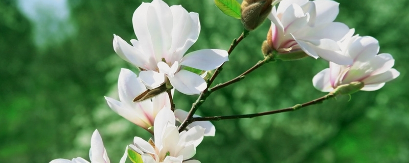 木兰花的花语,怎么养护 木兰花的花语,怎么养护