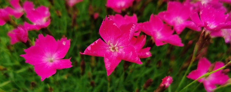 石竹花开完花后怎么办,怎么换盆 石竹花开完花后怎么办,怎么换盆