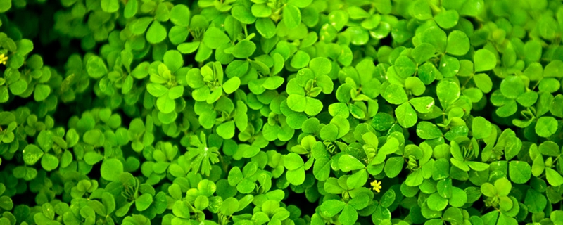 酢浆草怎样种成老桩，养护时要注意什么