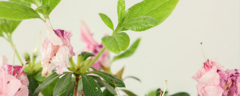 盆栽杜鹃花怎么浇水，用什么土好