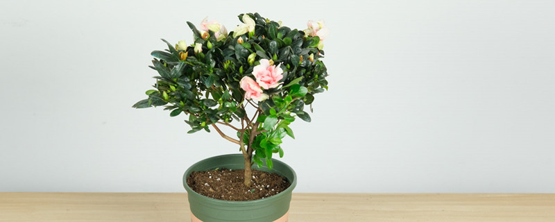 杜鹃花怎么种植,用什么土栽培好 杜鹃花怎么种植,用什么土栽培好