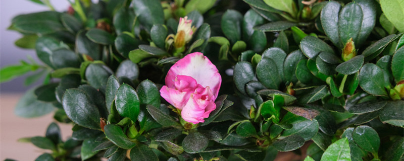 杜鹃花怎么剪枝,什么季节修剪 杜鹃花怎么剪枝,什么季节修剪