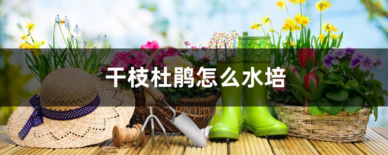 干枝杜鹃怎么水培,是野生的吗 干枝杜鹃怎么水培,是野生的吗