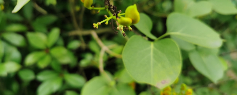 丁香花养殖方法,冬季怎么养护 丁香花养殖方法,冬季怎么养护