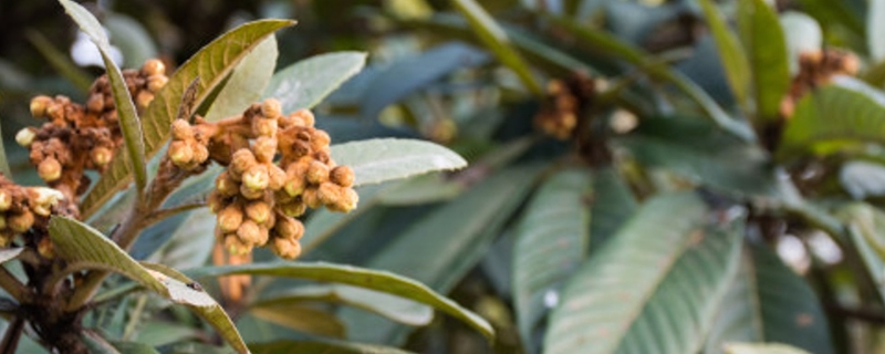 枇杷修剪季节和方法 枇杷修剪季节和方法