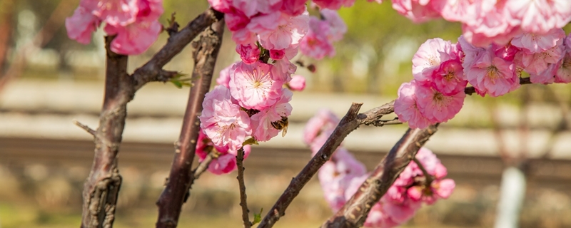 榆叶梅的花语和象征,怎么养护 榆叶梅的花语和象征,怎么养护