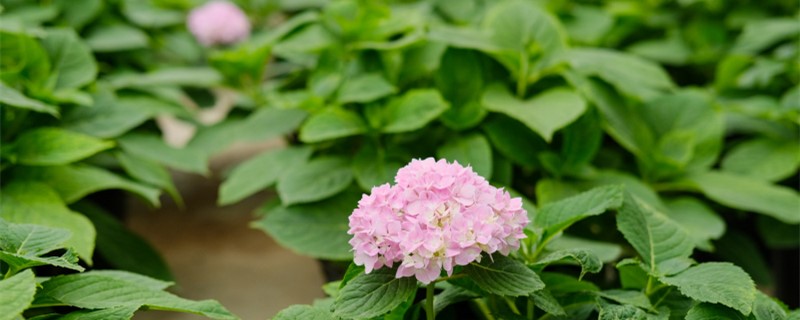 绣球开花了颜色淡怎么办,是什么原因 绣球开花了颜色淡怎么办,是什么原因