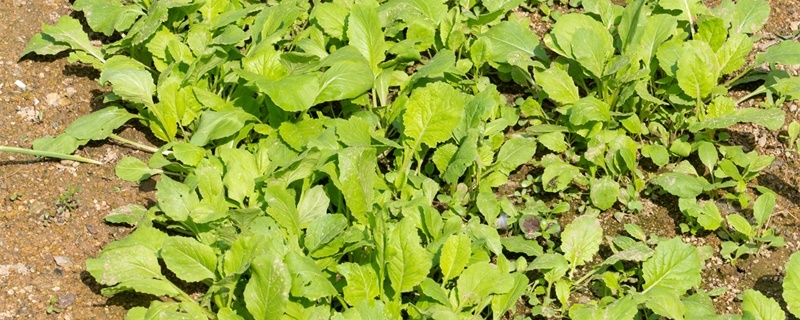 鸡毛菜怎么种,怎么浇水 鸡毛菜怎么种,怎么浇水