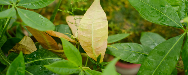 发财树剪枝怎么剪,啥时候修剪好 发财树剪枝怎么剪,啥时候修剪好