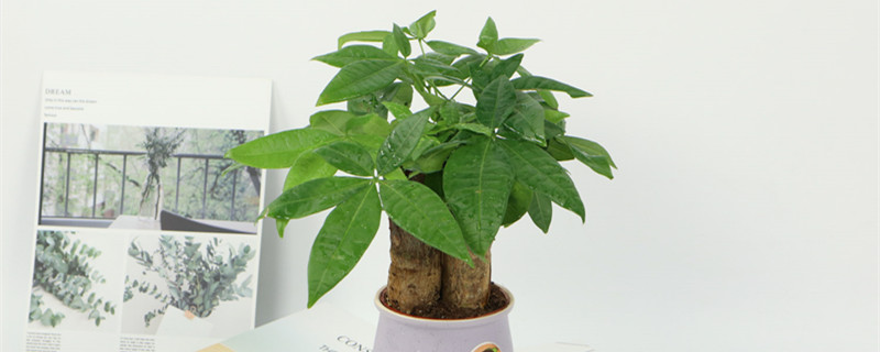 怎么种植发财树,养护小妙招 怎么种植发财树,养护小妙招