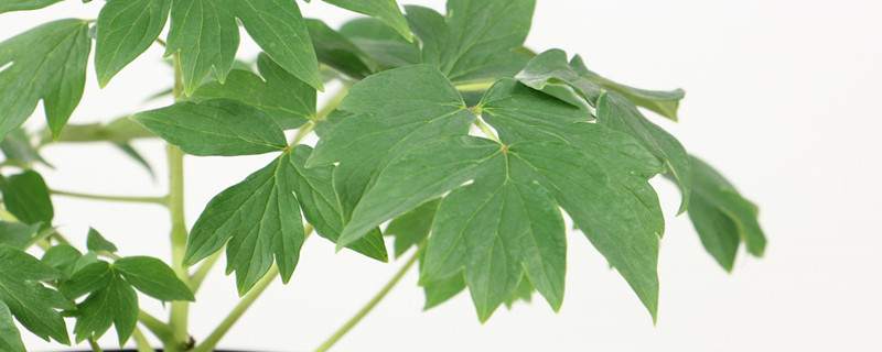 牡丹怎么移植,移植的时间 牡丹怎么移植,移植的时间