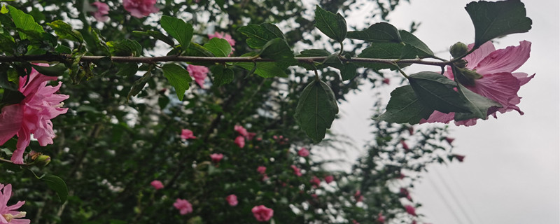 木槿牡丹怎么养,有什么特点 木槿牡丹怎么养,有什么特点