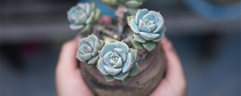 白牡丹怎么养成老桩,养护时要注意什么 白牡丹怎么养成老桩,养护时要注意什么