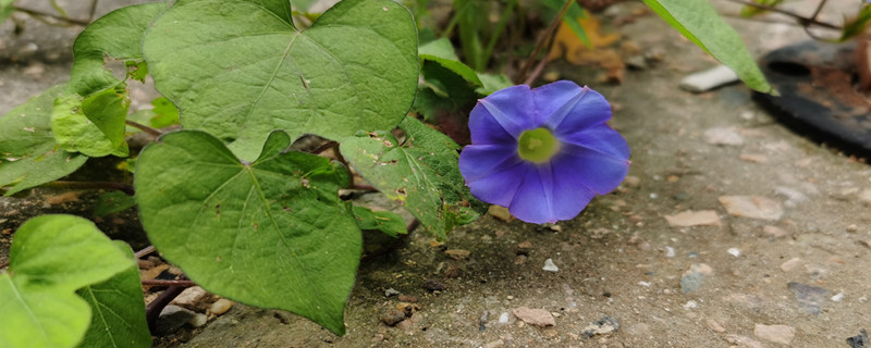 牵牛花开花后如何修剪,花谢后如何管理 牵牛花开花后如何修剪,花谢后如何管理