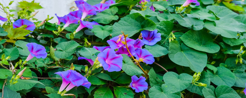 牵牛花怎么种植,怎么管理 牵牛花怎么种植,怎么管理