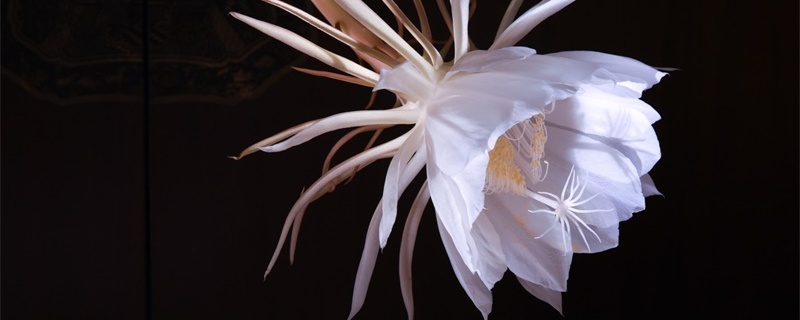 昙花叶子发黄干枯是怎么回事,怎么办 昙花叶子发黄干枯是怎么回事,怎么办