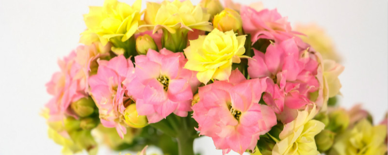 长寿花开花期怎么养,可以放在室内养吗 长寿花开花期怎么养,可以放在室内养吗