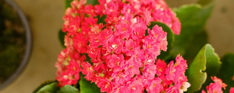 长寿花枯萎了怎么办,干枯还能救活吗 长寿花枯萎了怎么办,干枯还能救活吗