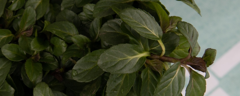食用薄荷种子怎么种植,种子需要泡一下吗 食用薄荷种子怎么种植,种子需要泡一下吗