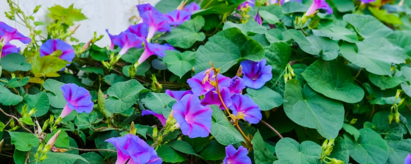 牵牛花叶子发软怎么回事,是喇叭花吗 牵牛花叶子发软怎么回事,是喇叭花吗