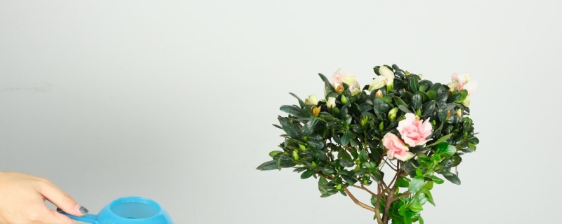 杜鹃花落叶是怎么回事,是常绿还是落叶 杜鹃花落叶是怎么回事,是常绿还是落叶