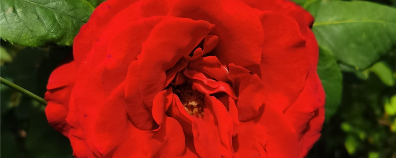 蔷薇花种子怎么种,什么时候播种 蔷薇花种子怎么种,什么时候播种