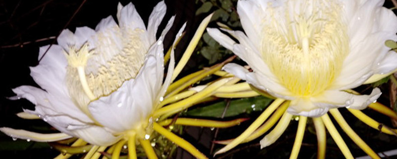 昙花怎么种,怎么繁殖 昙花怎么种,怎么繁殖