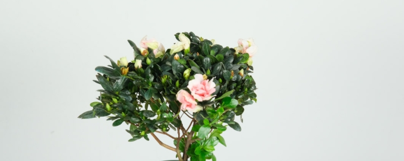 杜鹃花花期怎么养,花期过后怎么养 杜鹃花花期怎么养,花期过后怎么养