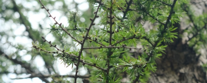 落叶松花语，木材的特点