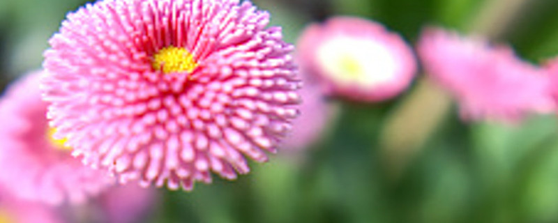 雏菊开完花怎么处理,花期如何管理 雏菊开完花怎么处理,花期如何管理