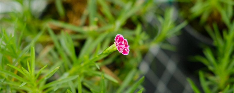康乃馨花怎么养,能养几年 康乃馨花怎么养,能养几年